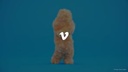 vimeo - [Video]